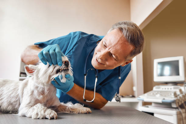 Best Emergency Denture Repair in Mechanicsburg, OH
